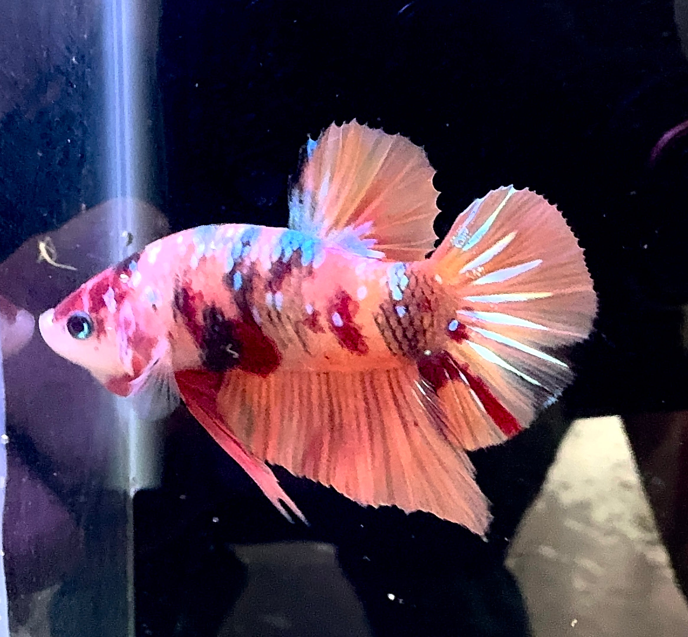 Nemo Male Beta 1