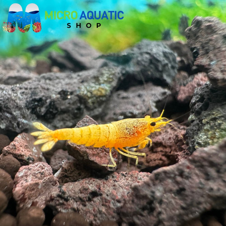Caridina Shrimp - 24K Gold Armor 1cm
