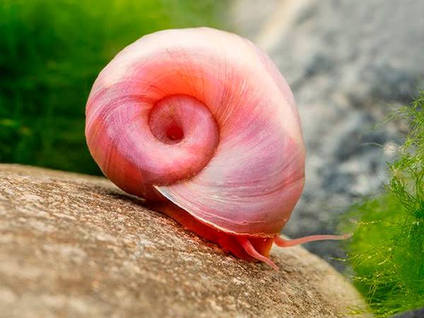 Rare Ramshorn Snail - Pink