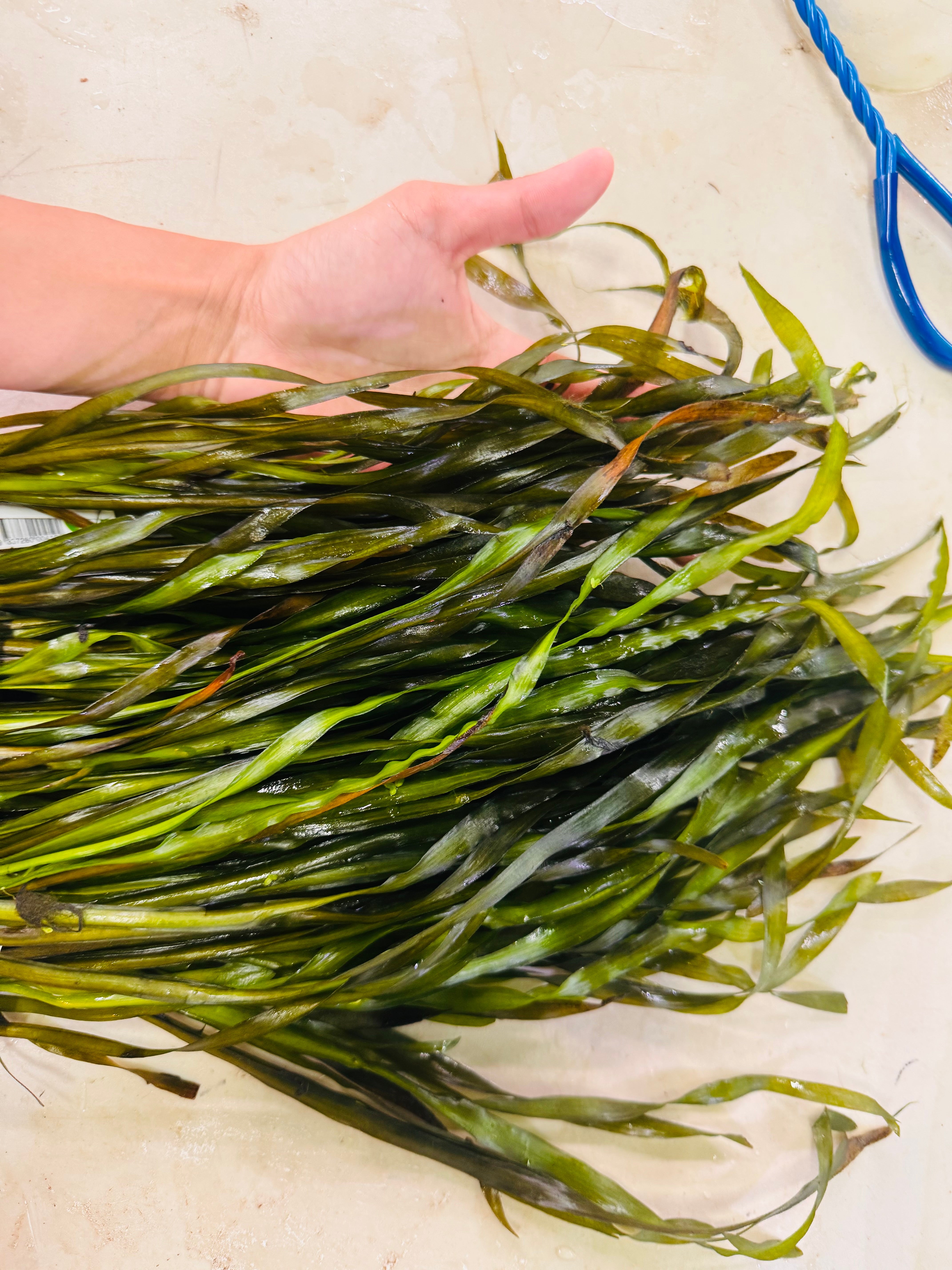 Vallisneria - Corkscrew Micro Aquatic Shop