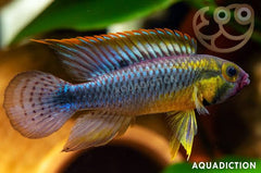 American Cichlid Apisto – Apistogramma Acabaxis - Rare