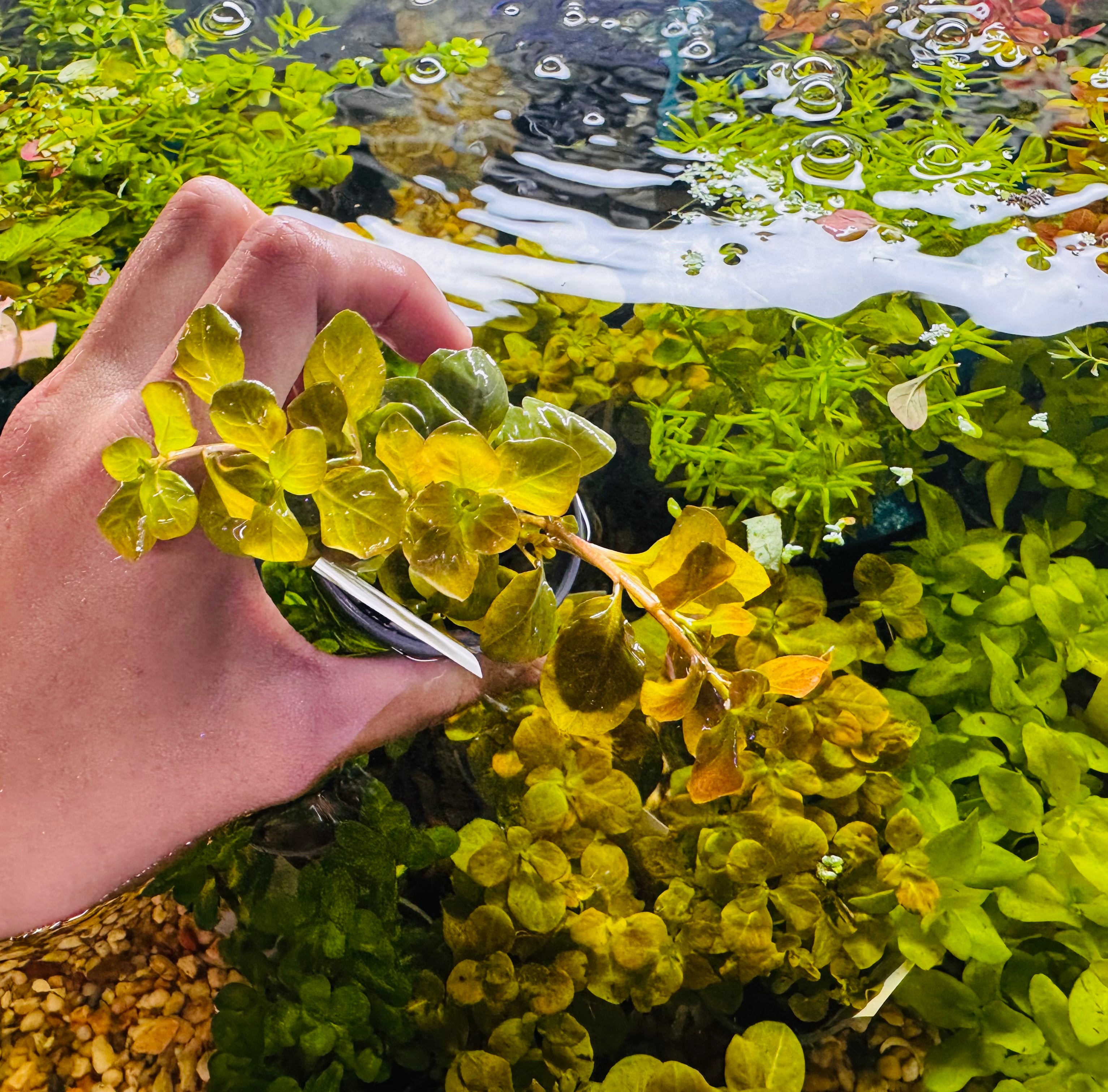 Assorted Plant Pot - Aquatic Plant