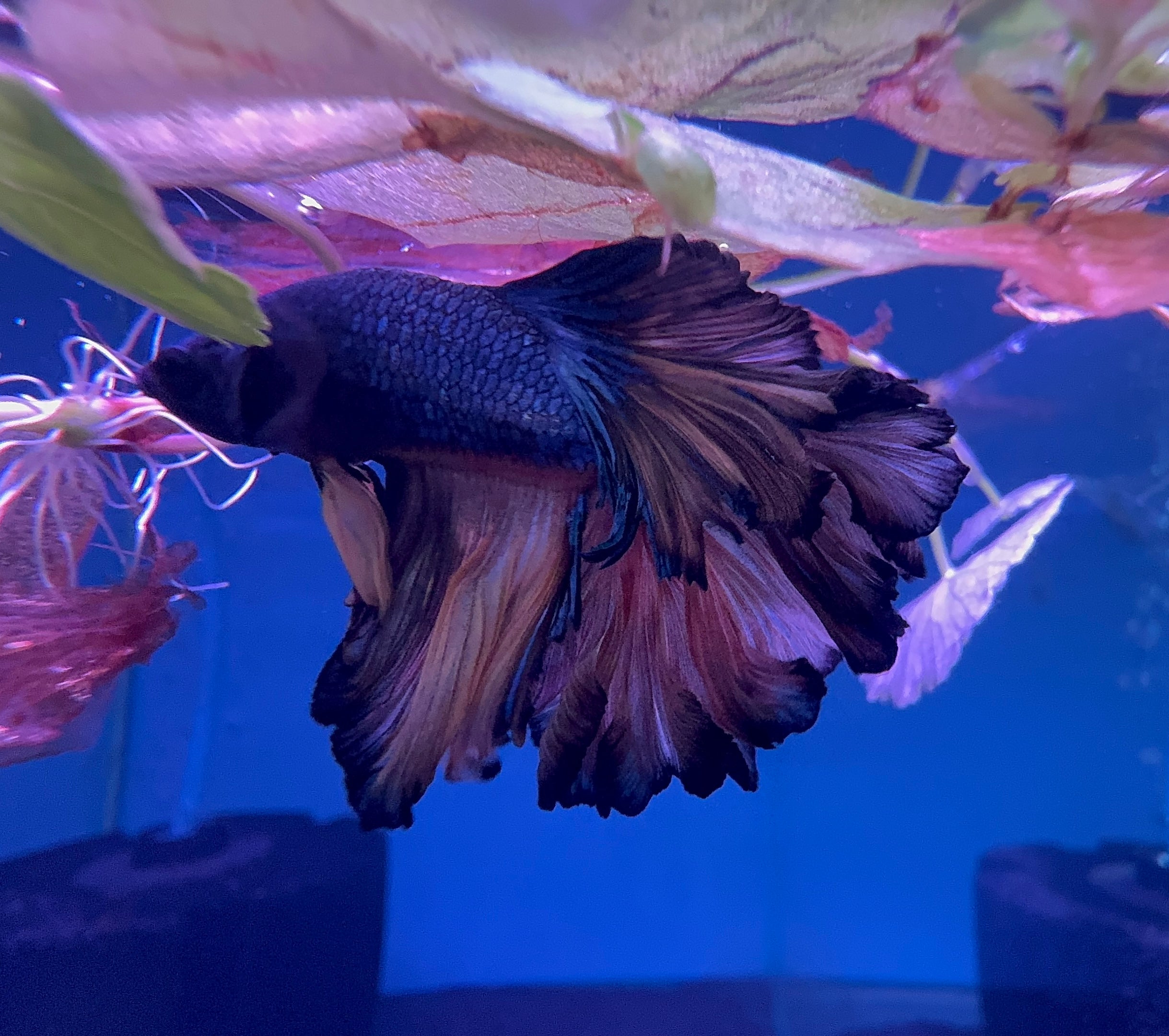 Betta Male - Dark Knight A2