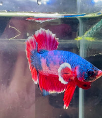 Betta Male - A Grade Plakat 4cm Show A1