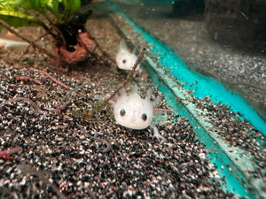 1 Baby Axolotl (6 Weeks Old) – Starter Pack Micro Aquatic Shop