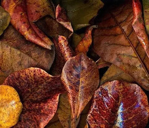 1 Baby Axolotl (6 Weeks Old) – Starter Pack Micro Aquatic Shop