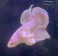 Premium Giant Dumbo Ear Platinum Male Betta 1