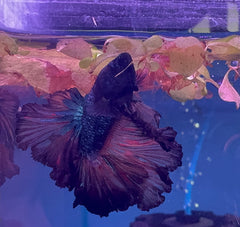 Betta Male - Dark Knight A3