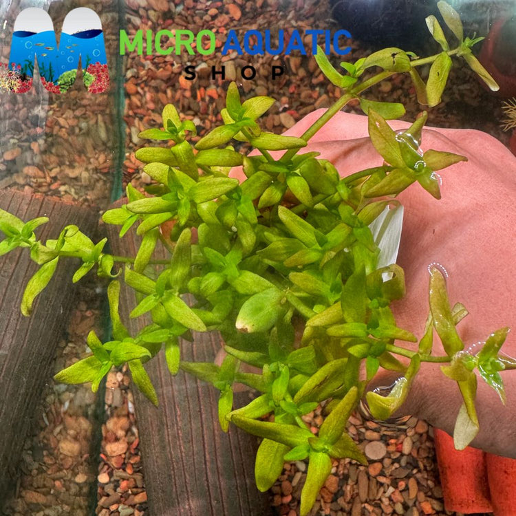 Bacopa Monnieri - Bacopa Japan