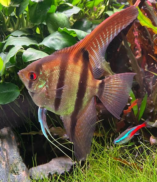 Angel Fish - Amanpa Redback 10cm Show