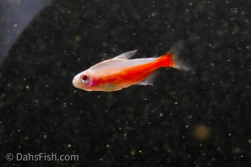 Tetra- Albino Cardinal 2.5cm