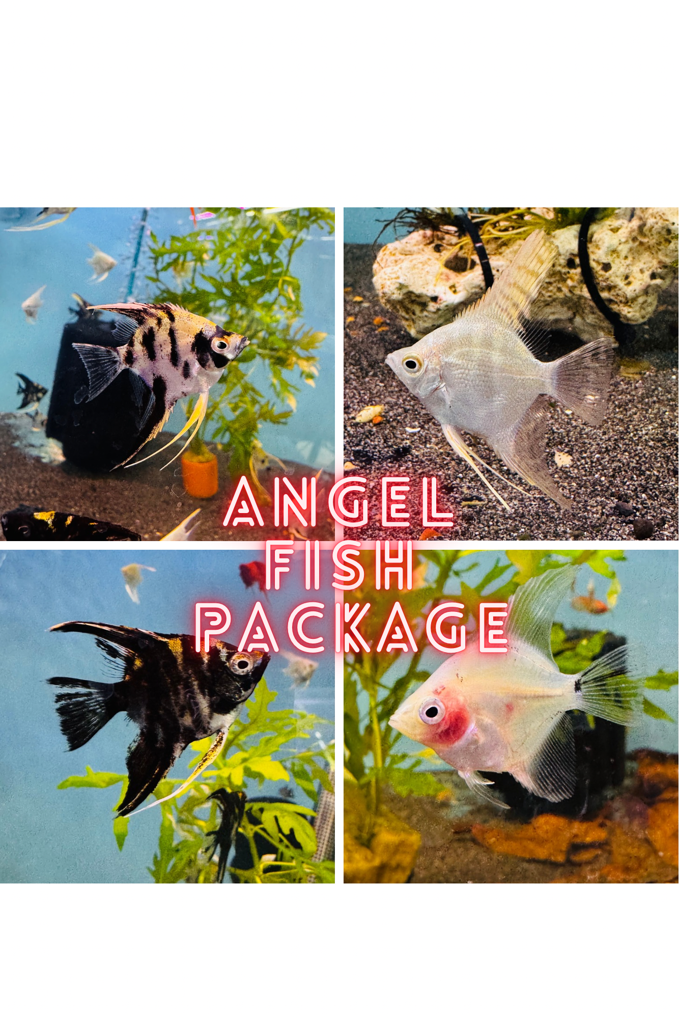 Angel Fish Package