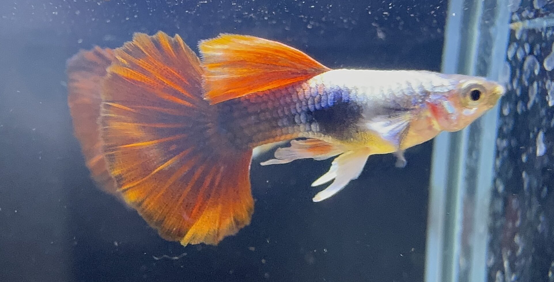 Red Rose Guppy ( Pair )