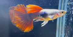 Red Rose Guppy ( Pair )