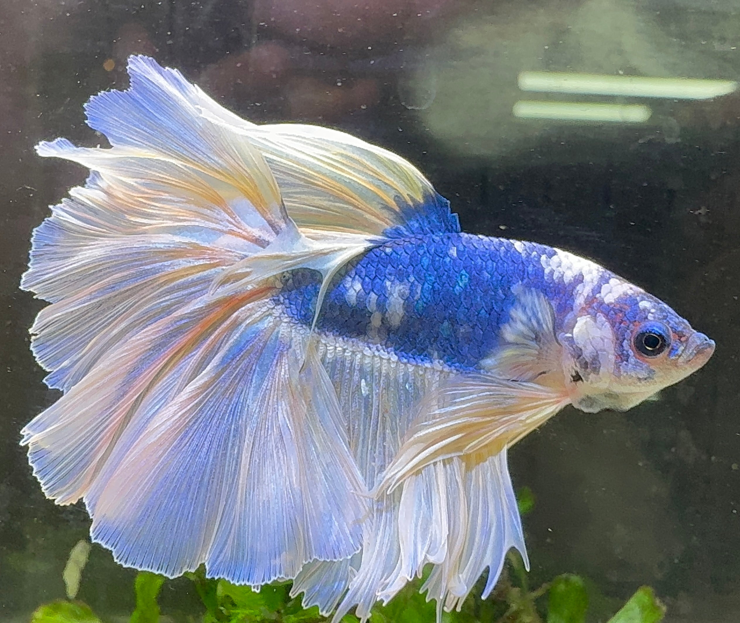 Betta Male - A Grade Giant Super Delta 6cm Show A1