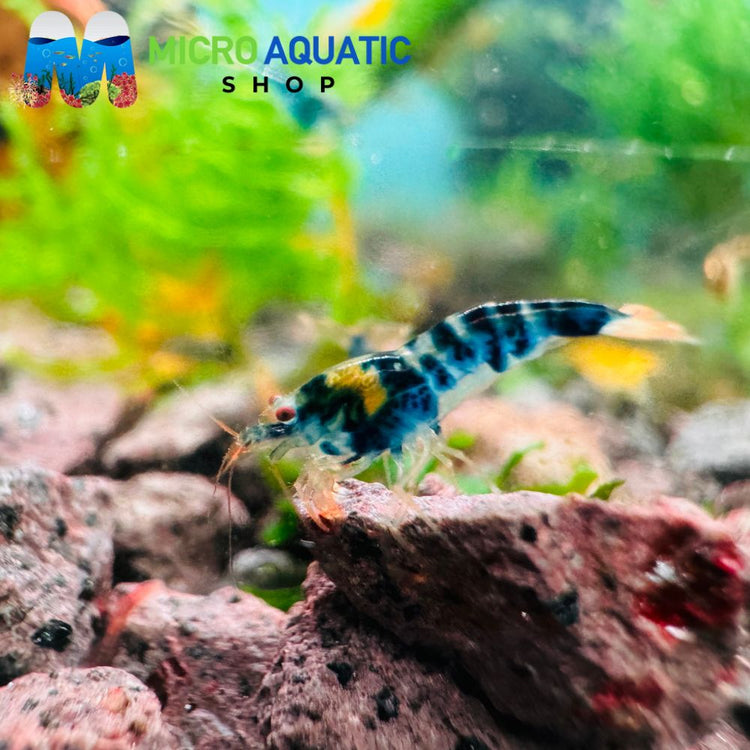 Caridina Shrimp - Blue Dragon 1cm