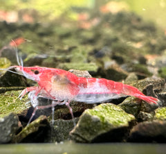 Red Rili High - Grade