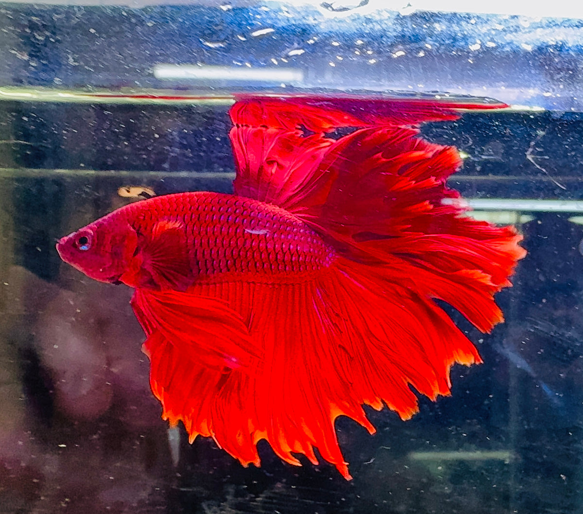 Betta Male - A Grade Half Moon Doubletail Red 6cm Show