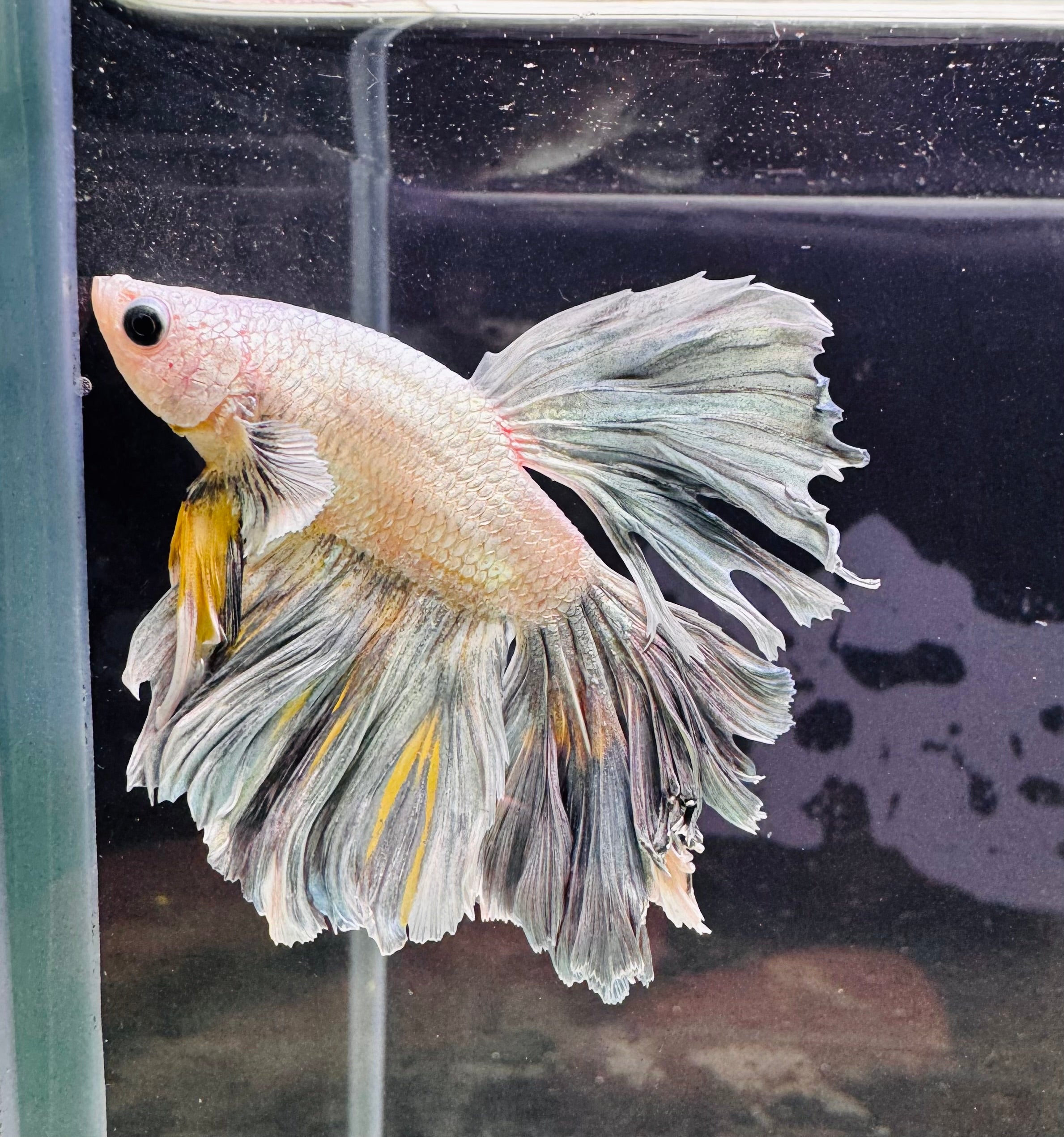 Betta Male - Dark Knight D3