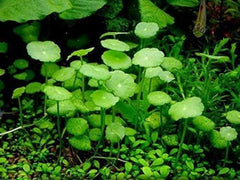 Rare -TC - HYDROCOTYLE VERTICILLATA