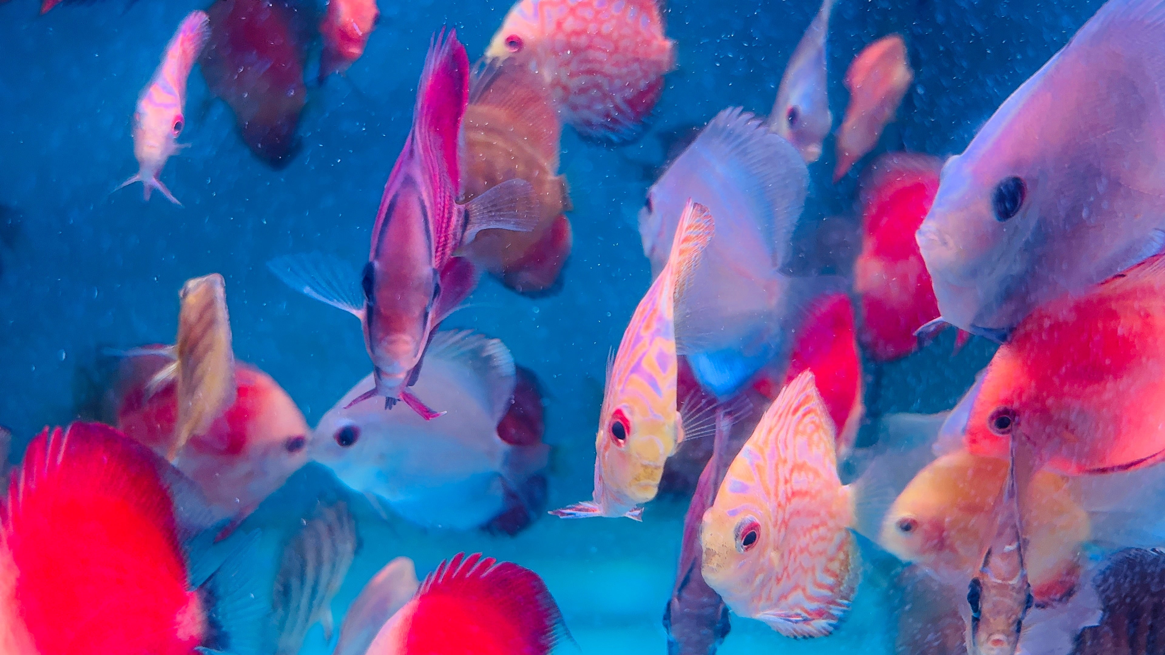 Discus - Mix Color 5cm Small Micro Aquatic Shop