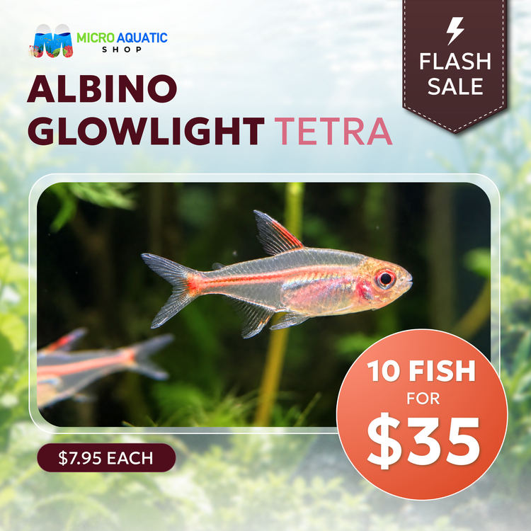 Rare Tetra - Albino Glowlight 2.5cm - Special Deal 10 Tetra For Only $35