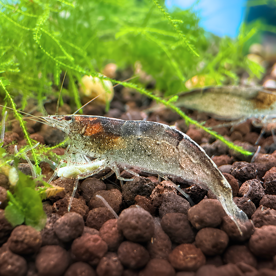 Australian Amano Shrimp (ULTRA RARE)