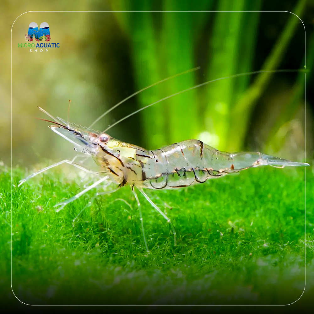 Algae Eater Ghost Shrimp