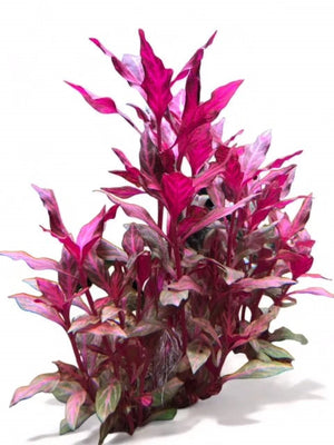 Seasonal -Alternanthera rosanervig Micro Aquatic Shop