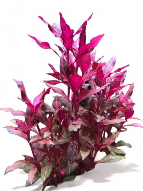 Seasonal -Alternanthera rosanervig Micro Aquatic Shop