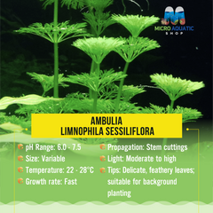 Ambulia - Limnophila sessiliflora