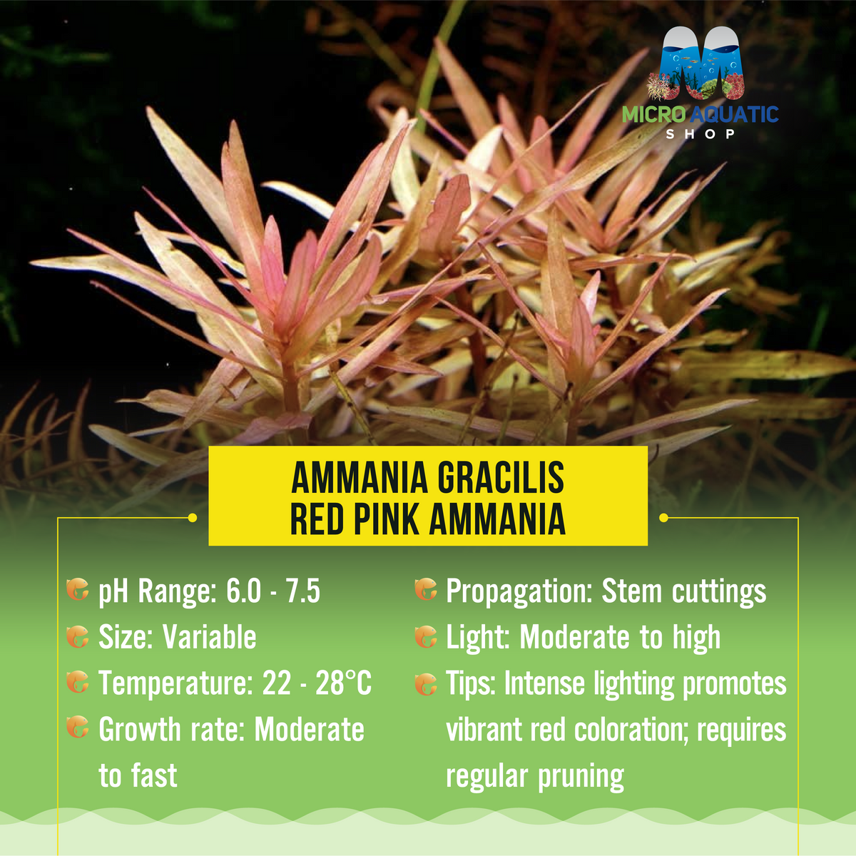 Ammania Gracilis - Red Pink Ammania