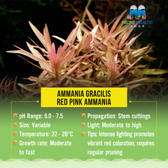 Ammania Gracilis - Red Pink Ammania