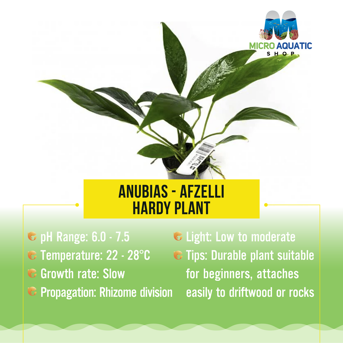 Anubias - Afzelli - Hardy Plant