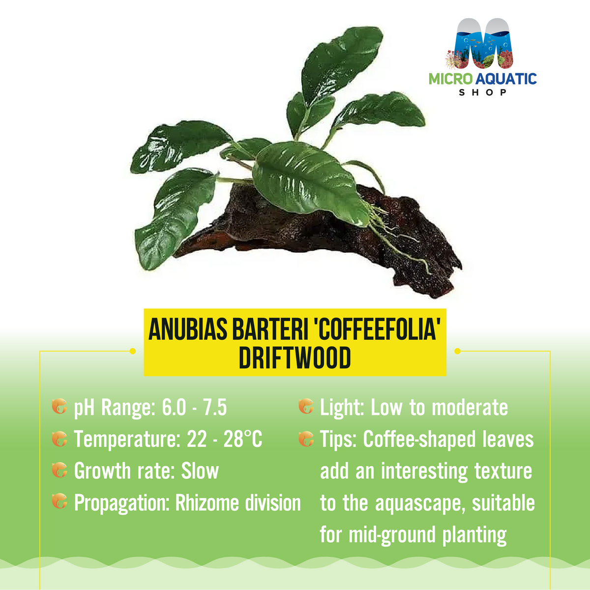 Anubias Barteri 'Coffeefolia' -Driftwood