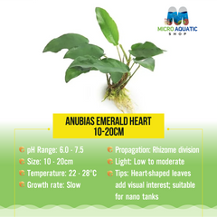 Anubias Emerald Heart - 10-20Cm