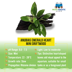 Anubias Emerald Heart - Mini Driftwood