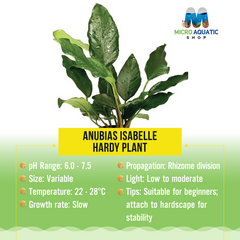 Anubias Isabelle - Hardy Plant