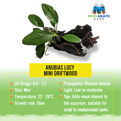 Anubias Lucy - Mini Driftwood