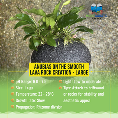 Anubias on the Smooth Lava Rock Creation - Large
