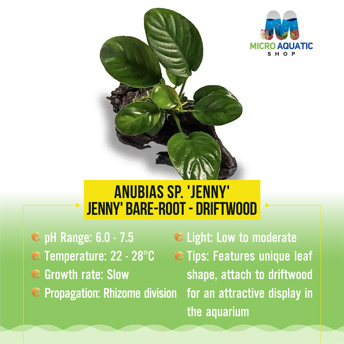 Anubias sp. 'Jenny' - Jenny' Bare-root - Driftwood