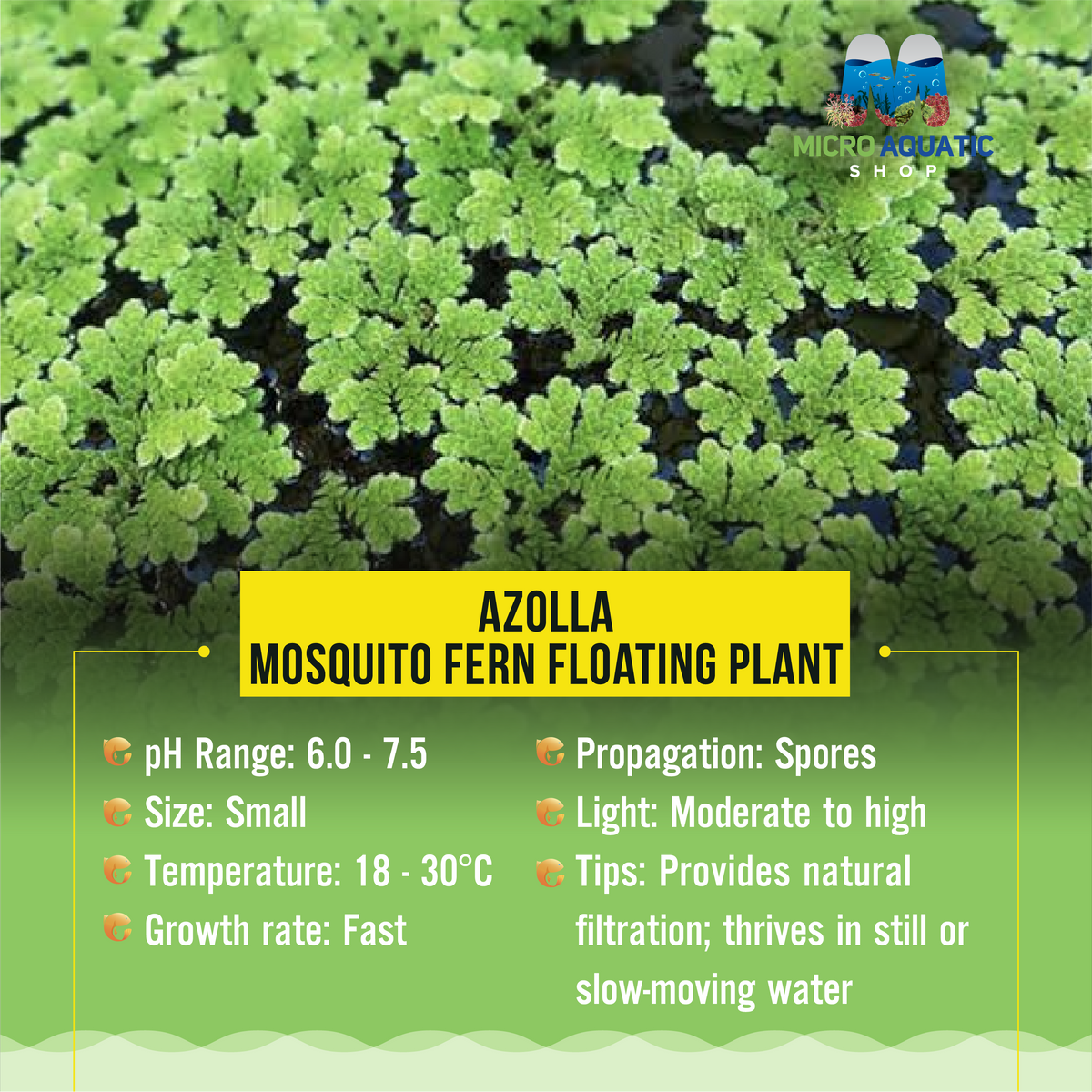 Azolla - Mosquito Fern Floating Plant