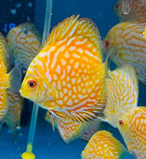 Discus - Yellow checkerboard 11cm Show Micro Aquatic Shop