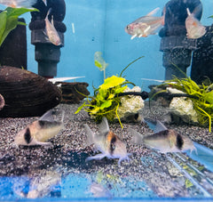 Corydoras Adolfoi 2.5cm