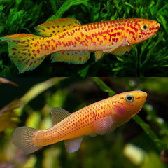 Rare Killifish - APHYOSEMION GARDNERI ALBINO GOLD 4cm