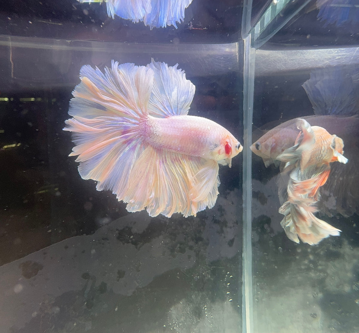 Micro Betta Fish Betta Fish for Sale in Australia – Vibrant Selection | Micro Aquatic Shop