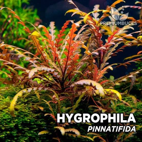 Hygrophila Pinnatifida - Fern-Leaf Swampweed