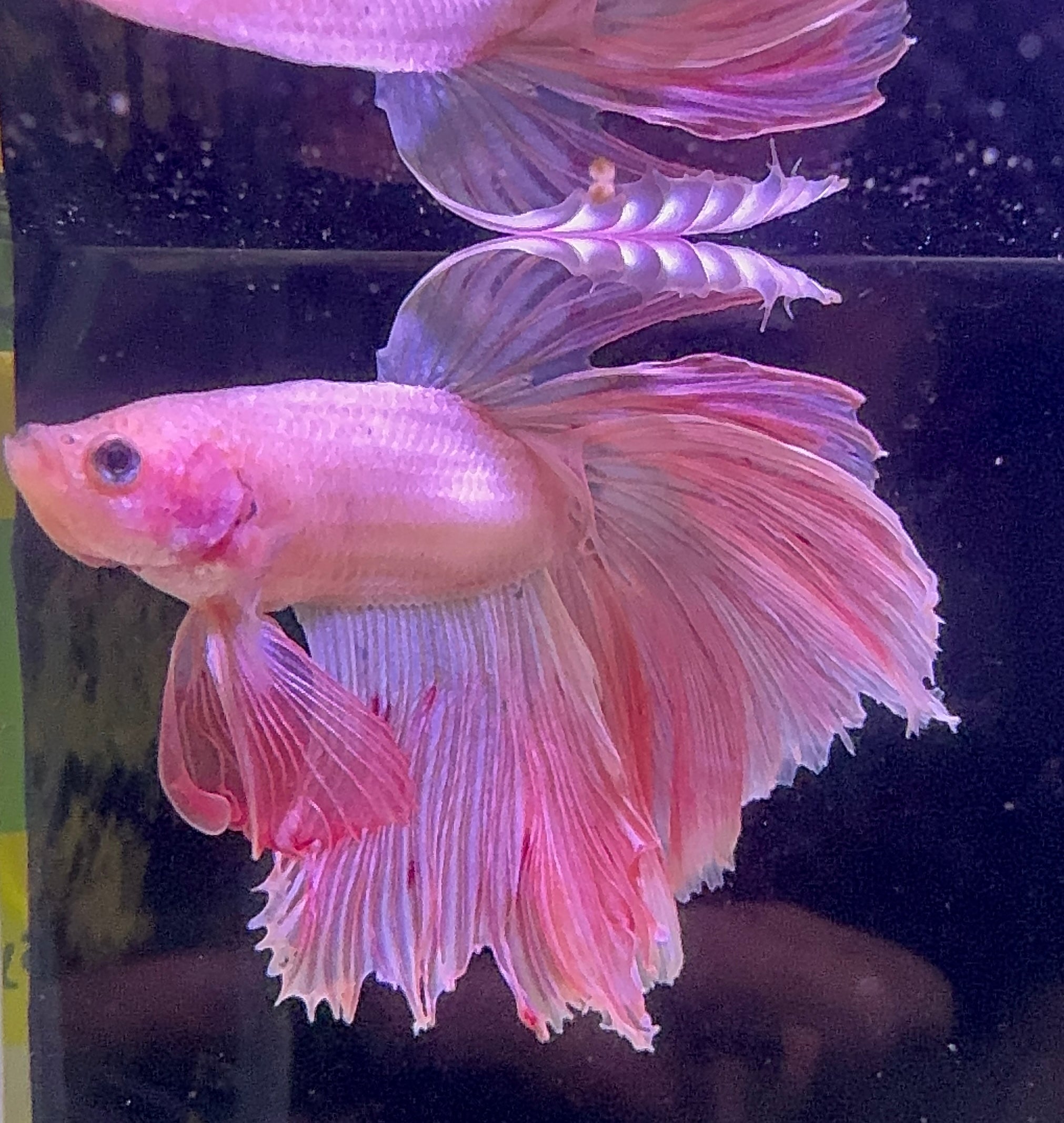 Betta Male - A Grade Prince 6cm Show