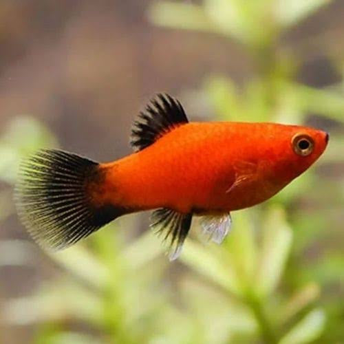 Platies – Red Platy (Xiphophorus maculatus) 3cm