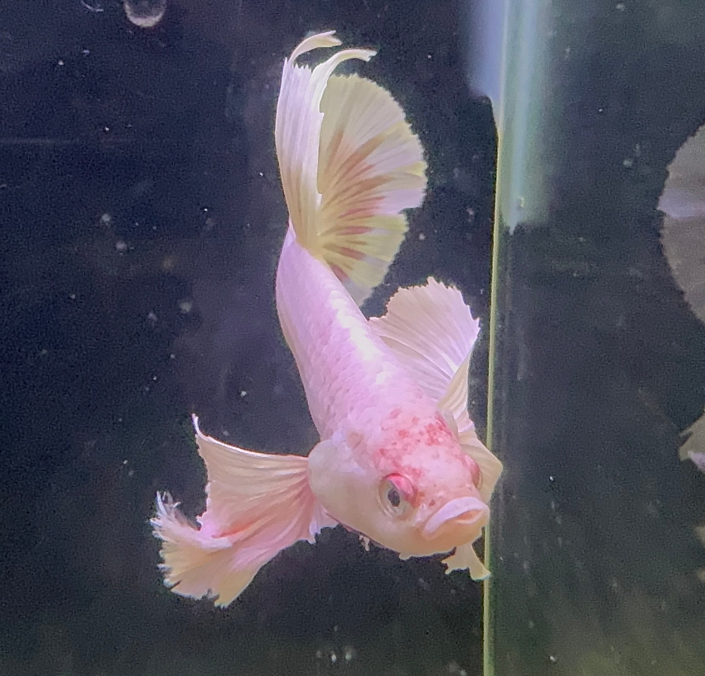 Premium Giant Dumbo Ear Platinum Male Betta